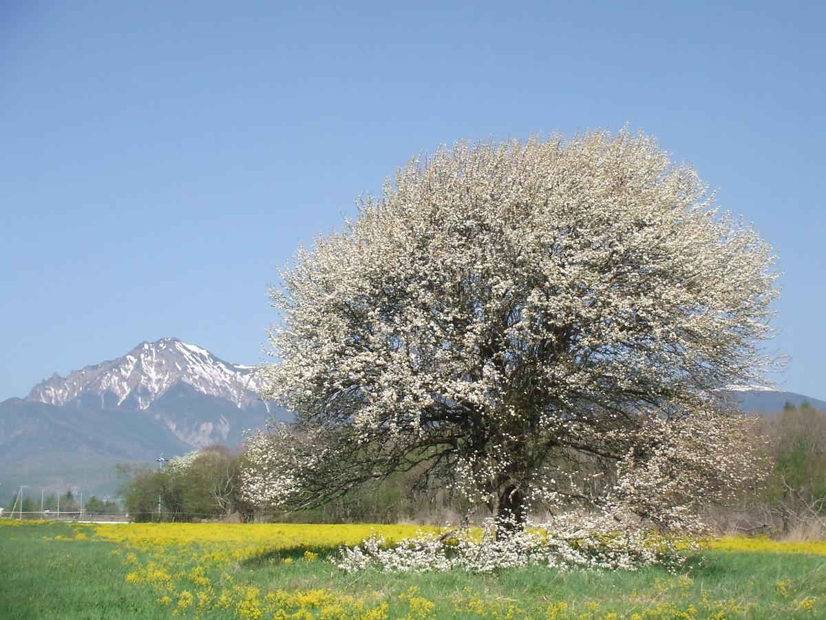 Yatsugatake Kogen Lodge Minamimaki ภายนอก รูปภาพ